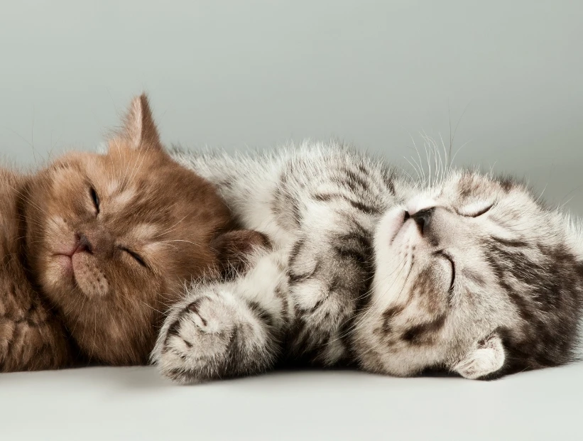 ¿Por qué los gatos duermen tanto?